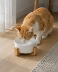 Load image into Gallery viewer, NOQIVA Low-Profile Ceramic Cat Bowl with Bamboo Stand
